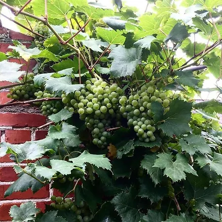 Nordsoehousing-rorby * カロンボー